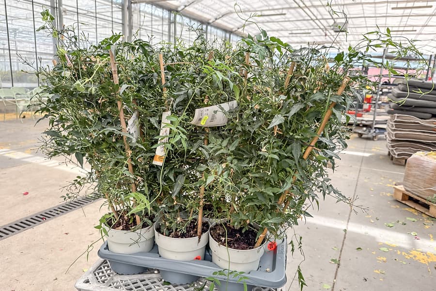 6 Grünpflanzen Jasminum